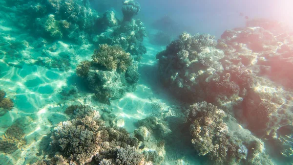 Hermosos corales del mundo submarino, Queensland, Gran Barrera — Foto de Stock