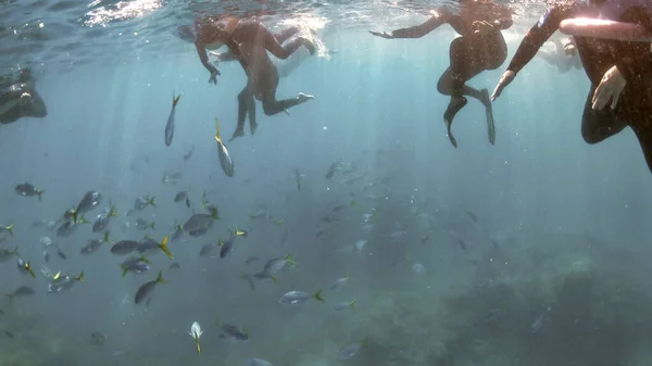 Mergulhadores Explorando Belos Recifes Coral — Fotografia de Stock
