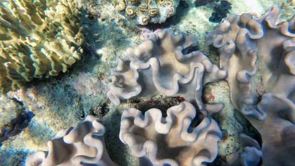 Verbazingwekkende kleuren van onderwaterwereld — Stockfoto