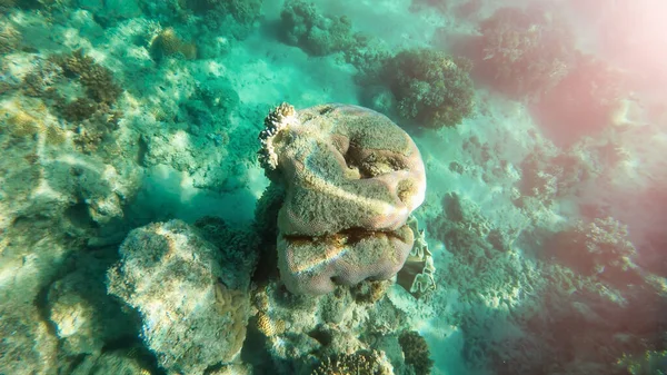 A víz alatti világ csodálatos színei — Stock Fotó