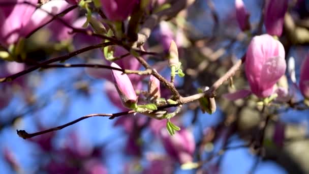 Крупним Планом Кадри Квітучих Рожевих Квітів Магнолії Фоні Блакитного Неба — стокове відео