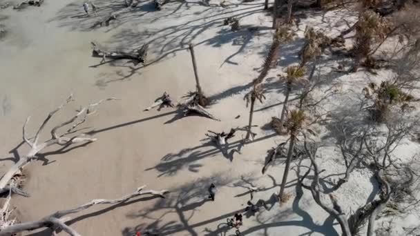 Vista Aérea Aérea Aérea Jekyll Island Troncos Árvores Nuas Geórgia — Vídeo de Stock