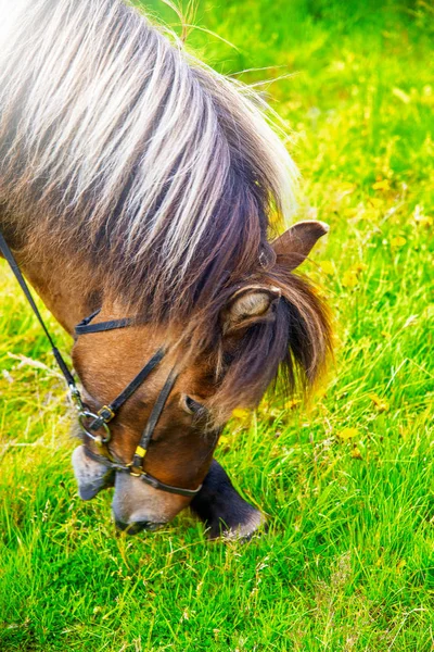 Wypas koni na wsi w Islandii — Zdjęcie stockowe