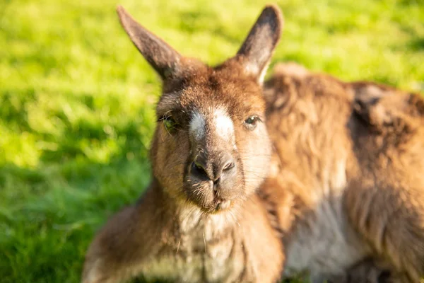 Free Kangaroos in Kangaroo Island on a sunny morning — Stock Photo, Image