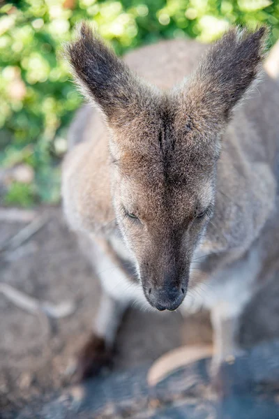 Δωρεάν Wallaby στο νησί Kangaroo σε ένα ηλιόλουστο πρωινό — Φωτογραφία Αρχείου