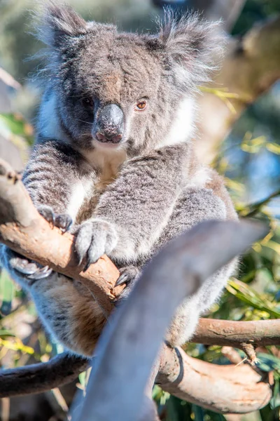 Koalas grátis na Ilha Canguru em uma manhã ensolarada — Fotografia de Stock