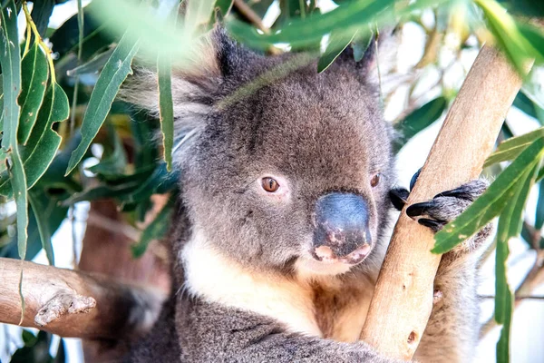 Free Koalas in Kangaroo Island on a sunny morning — Stock Photo, Image