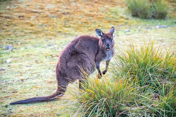 Ingyenes kenguruk a Kenguru-szigeten egy napos reggelen — Stock Fotó