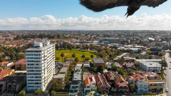 Flying bird attacking drone in the air