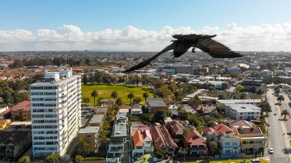 Flying bird attacking drone in the air above the city