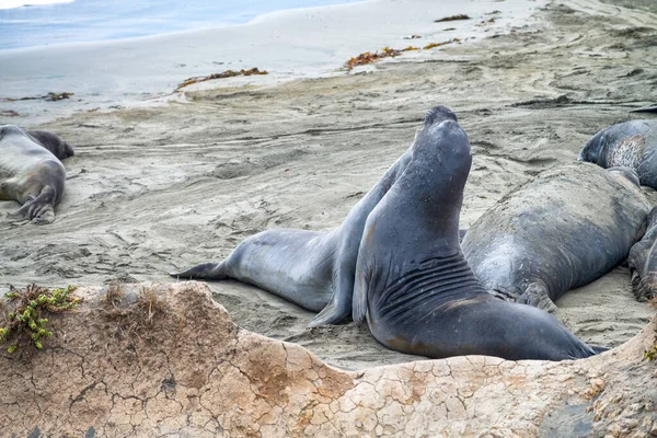 Sellos en Big Sur, California, Estados Unidos — Foto de Stock