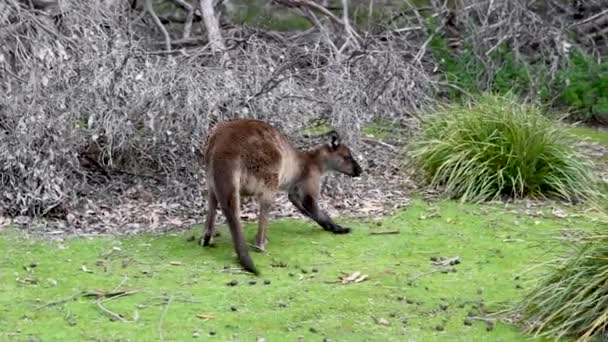 Nahaufnahmen Von Känguru Auf Der Grünen Wiese — Stockvideo