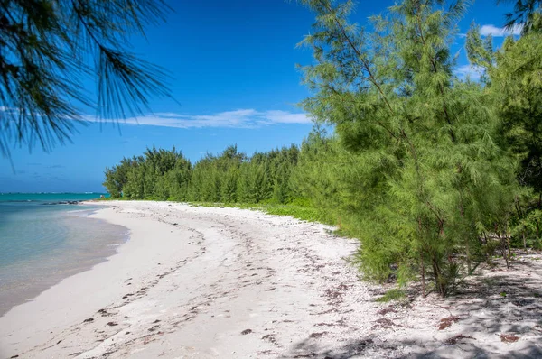Ile Est Maritius Hermosa Playa Árboles — Foto de Stock