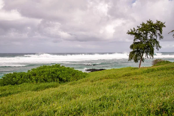 Mauritius Kıyı Şeridi Boyunca Izole Edilmiş Bir Ağaç — Stok fotoğraf