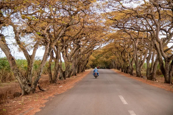 Belle Allée Avec Route Arbres Motos — Photo