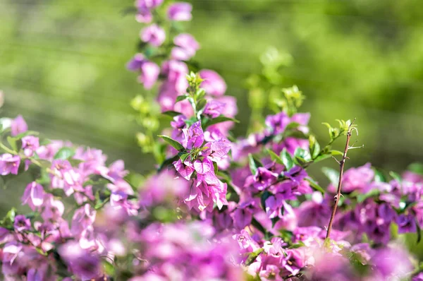 Beautiful Pink Flowers Green Background — Stock Photo, Image