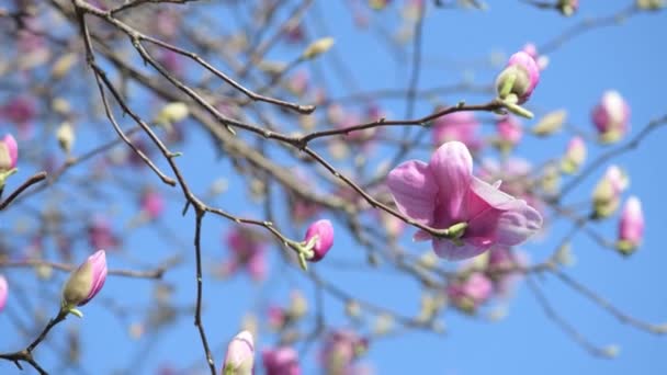 Imágenes Hermosas Flores Magnolia Flor — Vídeos de Stock