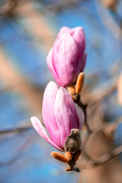 Flores Magnolia Rosa Árbol Temporada Primavera Con Fondo Cielo Azul — Foto de Stock