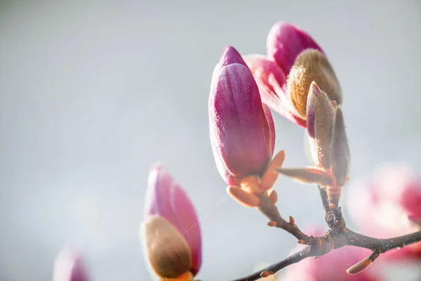 Ανθισμένα Ροζ Κλαδιά Μανόλια Δέντρο Και Λουλούδια Μπλε Φόντο Ουρανό — Φωτογραφία Αρχείου