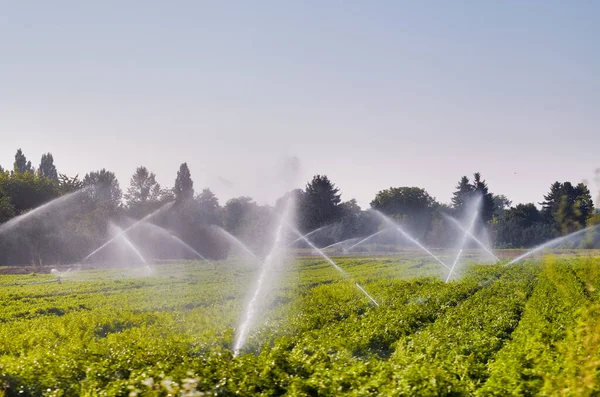 Irrigatiesysteem Werking Besproeiing Van Landbouwgewassen Het Zomerseizoen — Stockfoto