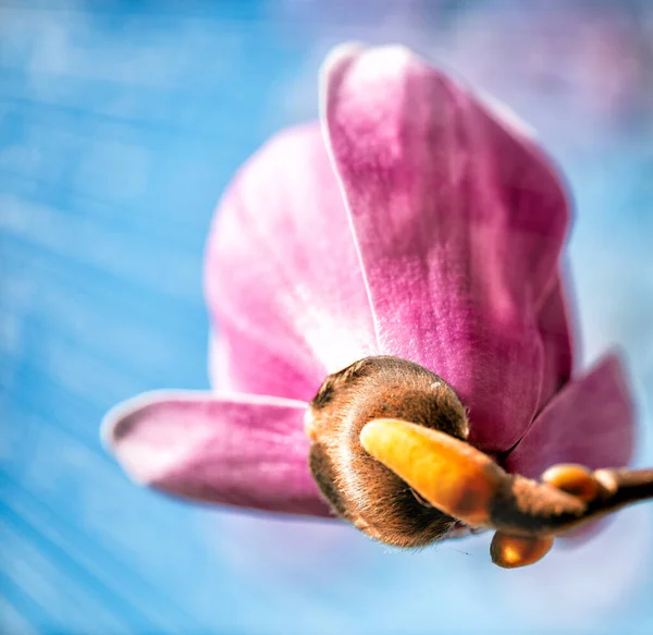 Bloeiende Roze Magnolia Boom Tak Bloemen Tegen Blauwe Lucht Achtergrond — Stockfoto