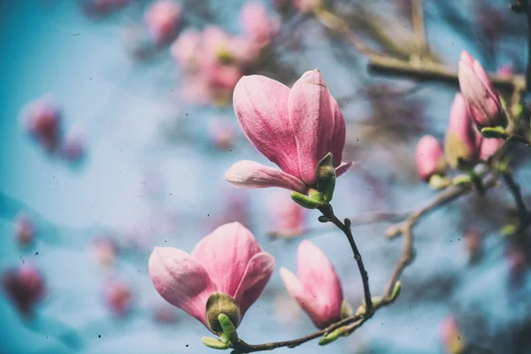 Blühende Rosa Magnolie Zweig Und Blumen Vor Blauem Himmel Hintergrund — Stockfoto