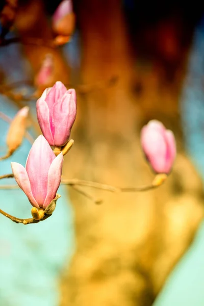 Rosa Magnolia Blommor Träd Våren Säsong Med Blå Himmel Bakgrund — Stockfoto