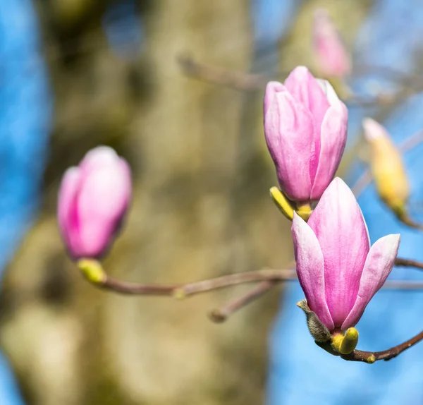 青空を背景にピンク色のマグノリアの木の枝や花を咲かせます — ストック写真