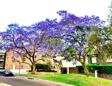 Banliyö sokağı Jacaranda ağaçları tarafından tamamen çiçeklenmiş, Sydney - Avustralya.