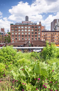 Yaz mevsiminde New York 'ta binalar ve bitki örtüsüyle High Line..