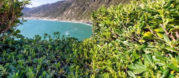 Vacker Vegetation Och Havsutsikt Cinque Terre Italien — Stockfoto