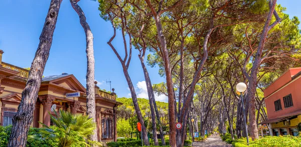 Castiglioncello Italien Maj 2013 Vacker Park Med Tallar — Stockfoto