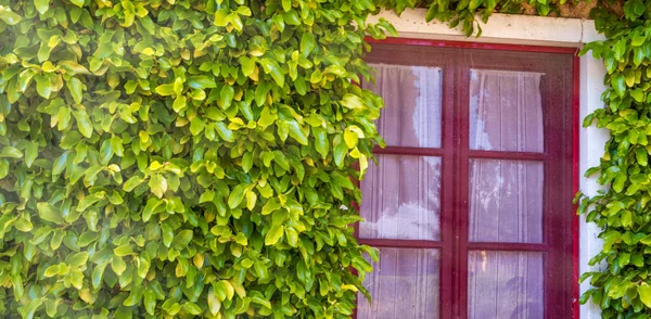 Krásné Červené Okno Zdi Pokryté Břečťanem — Stock fotografie