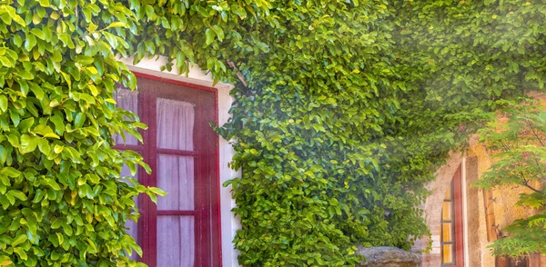 Красивое Красное Окно Стене Покрытой Плющом — стоковое фото