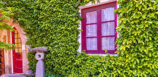 Schöne Rote Fenster Einer Mit Efeu Bedeckten Wand — Stockfoto