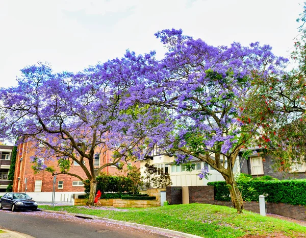 Förort Gata Förvandlas Jacaranda Träd Full Blom Sydney Australien — Stockfoto