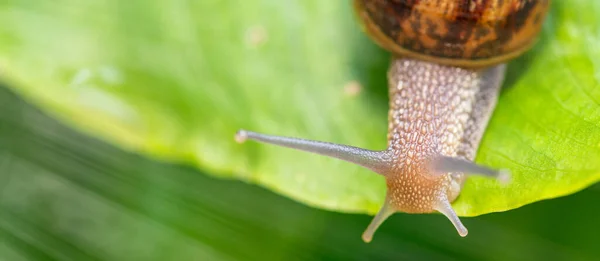 Primo Piano Una Lumaca Una Foglia Verde — Foto Stock