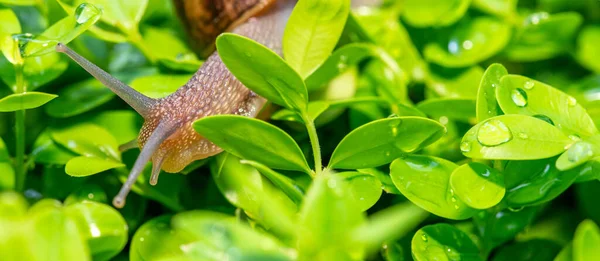 Lumaca Che Muove Giardino — Foto Stock