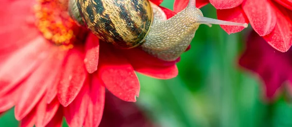Ślimak Poruszający Się Czerwonym Kwiatku — Zdjęcie stockowe
