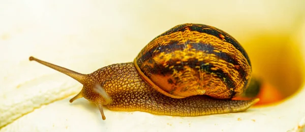 Schnecke Auf Einer Weißen Calla Nahaufnahme — Stockfoto