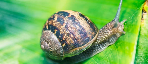 Gros Plan Escargot Sur Une Feuille Verte — Photo