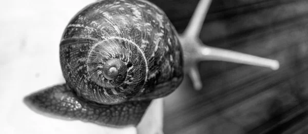 Escargot Déplaçant Sur Une Calla Blanche Gros Plan — Photo