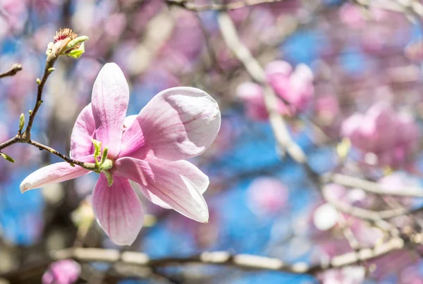 Magnólie Květiny Jarní Sezóně — Stock fotografie