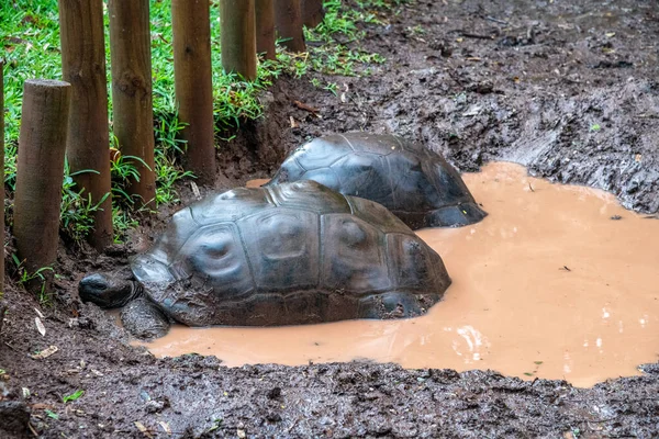 Tortues Géantes Rafraîchissantes Sur Étang — Photo