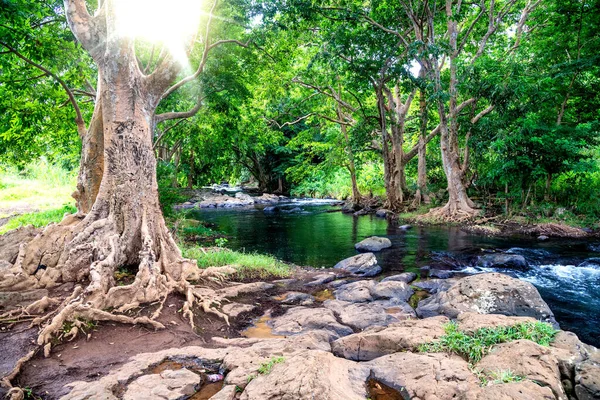 Beautiful River Flowing Tropical Forest — Stock Photo, Image