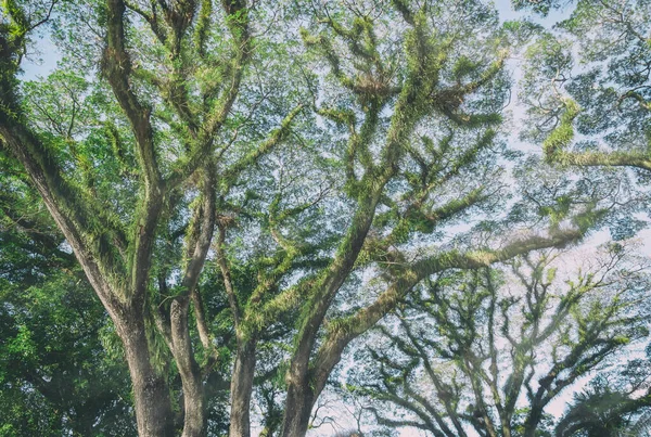 Niesamowite Tekstury Gałęzi Drzew Parku Narodowym Daintree Queensland Australia — Zdjęcie stockowe