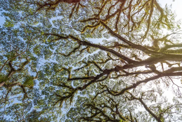 Úžasné Textury Větví Stromů Národním Parku Daintree Queensland Austrálie — Stock fotografie