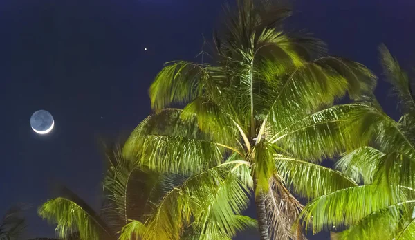 热带棕榈 有夜空和月亮 — 图库照片