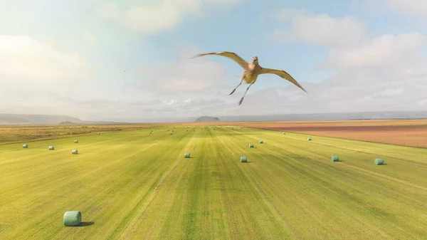 Bird Attacking Drone Sky Beautiful Meadow — Stock Photo, Image