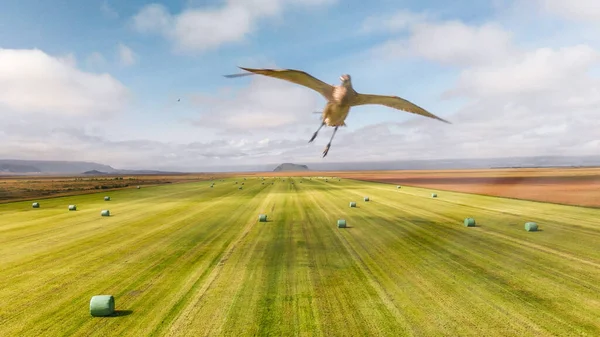 Bird Attacking Drone Sky Beautiful Meadow — Stock Photo, Image